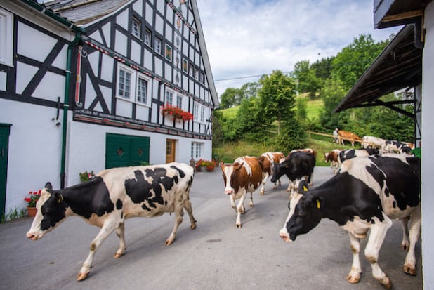 Der Ferienbauernhof Voß - Foto: Kur und Freizeit GmbH Schmallenberger Sauerland