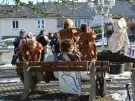 thumbs_altweiber-karneval-drolshagen-2015_011