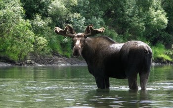 Neugieriger Elch im Bell River