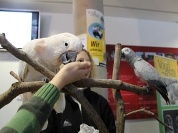 Hund und Heimtiermesse Siegen 2013 (10)