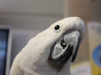 Hund und Heimtiermesse Siegen 2013 (11)