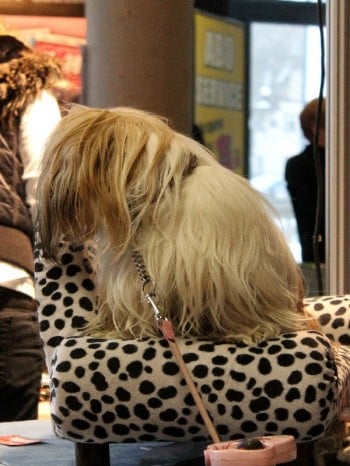 Hund und Heimtiermesse Siegen 2013 (15)