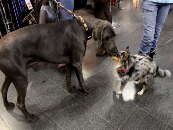 Hund und Heimtiermesse Siegen 2013 (16)