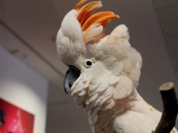 Hund und Heimtiermesse Siegen 2013 (17)