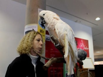 Hund und Heimtiermesse Siegen 2013 (2)