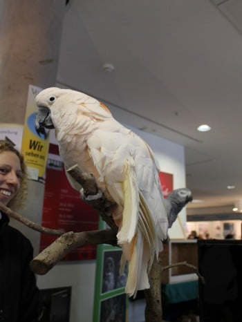 Hund und Heimtiermesse Siegen 2013 (3)