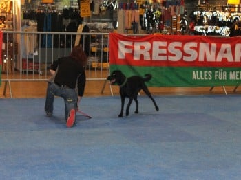Hund und Heimtiermesse Siegen 2013 (31)