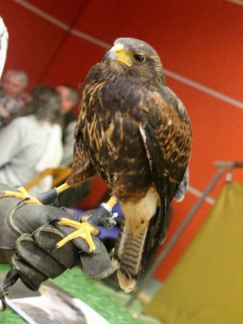 Hund und Heimtiermesse Siegen 2013 (34)