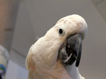 Hund und Heimtiermesse Siegen 2013 (5)