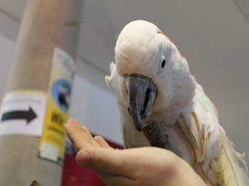 Hund und Heimtiermesse Siegen 2013 (6)