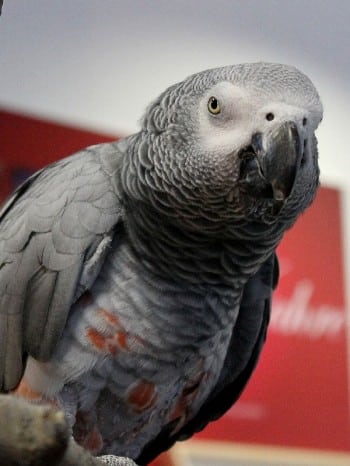 Hund und Heimtiermesse Siegen 2013 (7)