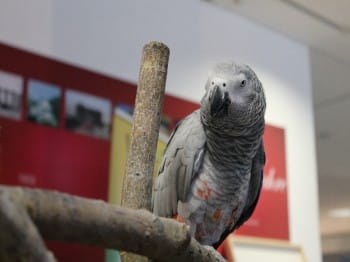 Hund und Heimtiermesse Siegen 2013 (8)