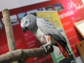 Hund und Heimtiermesse Siegen 2013 (9)