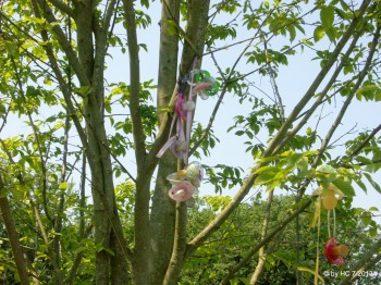 Der Schnullerbaum auf dem Kohlberg.