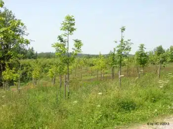 Der Babywald.