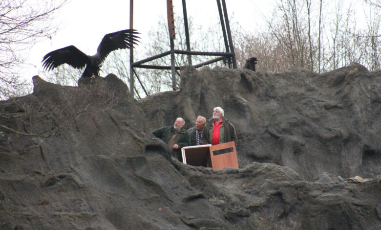 Der neue Hauptdarsteller bei den Karl-May-Festspielen in Elspe ist 2014 der Mönchsgeier Jack. Er war schon zu Besuch auf der Naturbühne, um sich seinen 2014er Arbeitsplatz näher an zu schauen. Foto: Elspe Festival