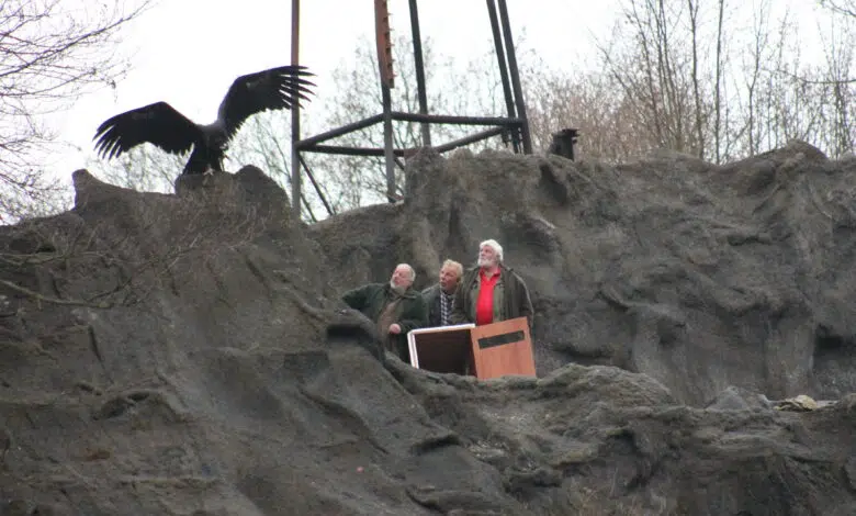 Der neue Hauptdarsteller bei den Karl-May-Festspielen in Elspe ist 2014 der Mönchsgeier Jack. Er war schon zu Besuch auf der Naturbühne, um sich seinen 2014er Arbeitsplatz näher an zu schauen. Foto: Elspe Festival
