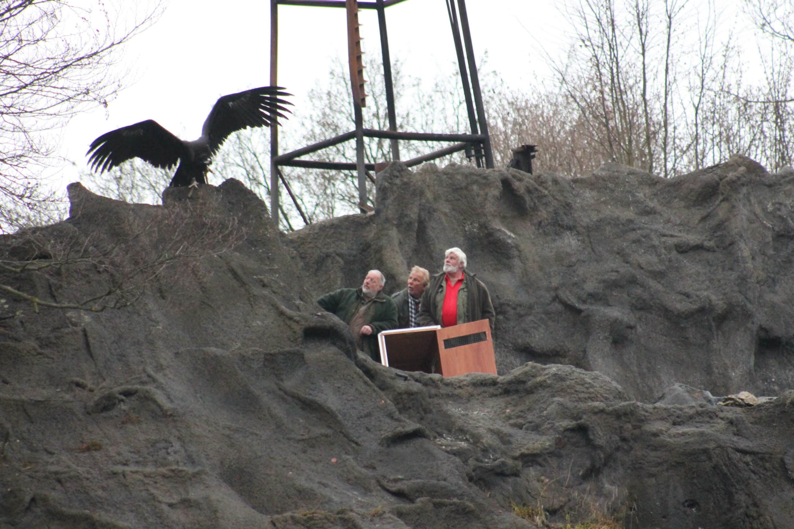 Der neue Hauptdarsteller bei den Karl-May-Festspielen in Elspe ist 2014 der Mönchsgeier Jack. Er war schon zu Besuch auf der Naturbühne, um sich seinen 2014er Arbeitsplatz näher an zu schauen. Foto: Elspe Festival