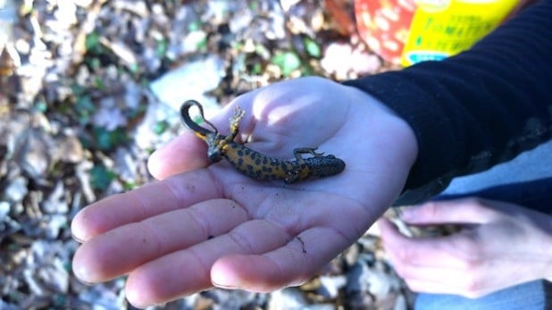 Der gefundene Kammmolch (Foto: WILDWALD VOSSWINKEL).