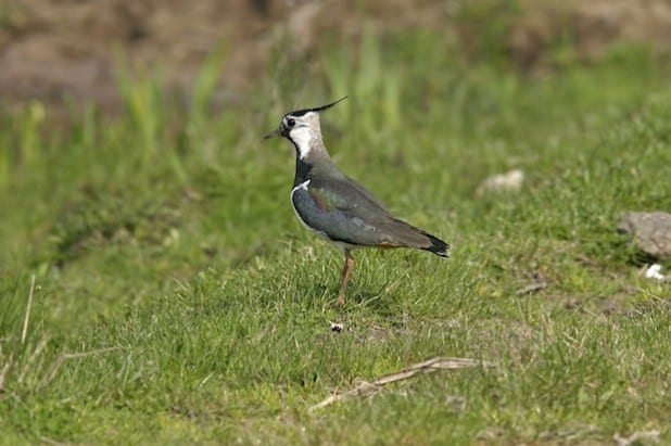 Mit Frühlingsbeginn kehrt der Kiebitz in unsere Feldflur zurück. Er steht auf in NRW auf der Roten Liste gefährdeter Arten. Deshalb steht sein besonderer Schutz im Fokus (Foto: Birgit Beckers).