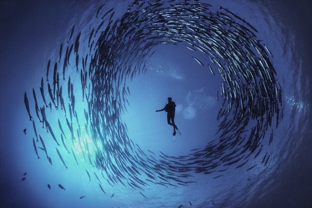 "Circling Baracuda"/© David Doubilet, Undersea Images, Inc.