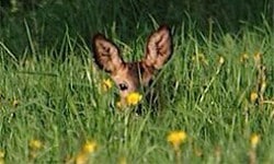 Ein gutes Versteck ist in der Natur viel wert (Foto: Emmich/Märkischer Kreis).