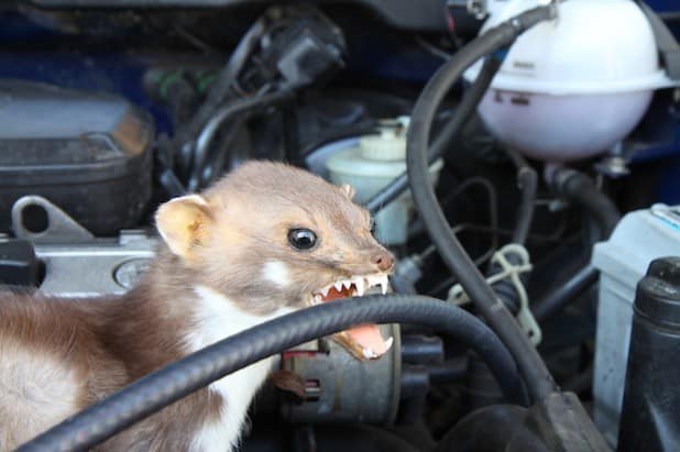 Liebestolle Steinmarder machen auch vor Bremsschläuchen im Motorraum nicht halt (Quelle: TÜV-STATION Iserlohn)