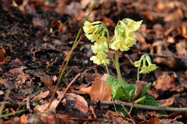 Foto: WILDWALD VOSSWINKEL