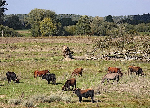 Heckrinder grasen gemütlich im Bereich der Lippeaue, in der Hellinghauser Mersch (Foto: ABU).