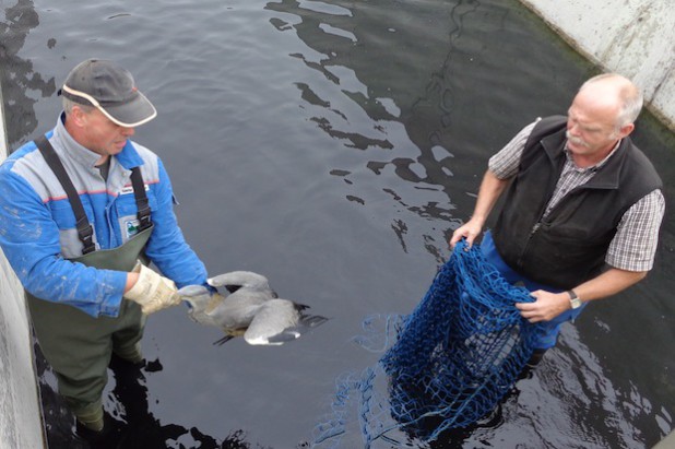 Rettungsaktion für jungen Fischreiher: Die HSW-Mitarbeiter Hubertus Eickelmann (links) und Alfons Hermes befreiten den Jungvogel aus dem Absetzbecken des Wasserwerks Mengesohl (Foto: Hochsauerlandwasser GmbH).