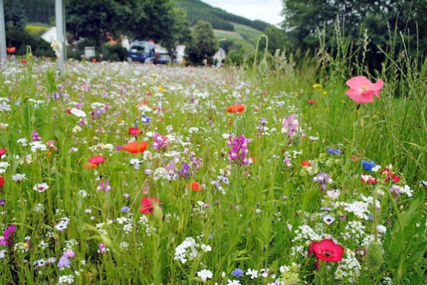 Bunte Farbtupfer, die gute Laune machen - und selbst einen nicht ganz so sonnigen Sommertag farbenfroh: Die Gemeinde Bestwig hat gemeindeeigene Pflanzbeete und Grünstreifen zu bunten Sommerwiesen umgestaltet - hier an der Ortsdurchfahrt in Heringhausen (Foto: Gemeinde Bestwig).