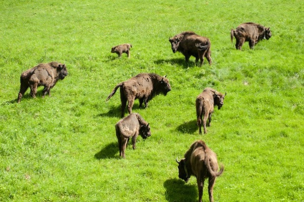 Die freilebende Herde des Projektes (Quelle: Wisent-Welt-Wittgenstein).