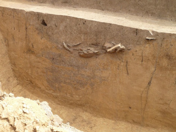 Grube der bandkeramischen Siedlungsfläche mit zahlreichen im Profil steckenden Keramikscherben (Foto: LWL/Baales).