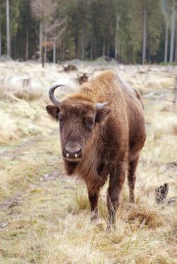 Gutelaune, Quattro und Quick haben die „Wisent-Wildnis am Rothaarsteig“ am Sonntag verlassen (Foto: Trägerverein Wisent-Welt-Wittgenstein e.V. ).