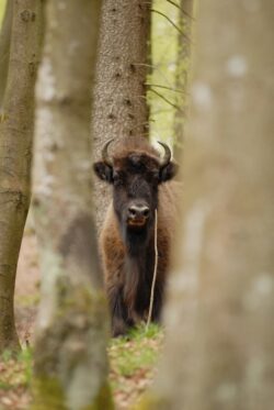 Die Vollstreckung der Einstweiligen Verfügung gegen den Trägerverein wurde außer Kraft gesetzt (Foto: Trägerverein Wisent-Welt-Wittgenstein e.V.).