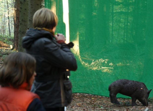 Foto: Wildwald Vosswinkel