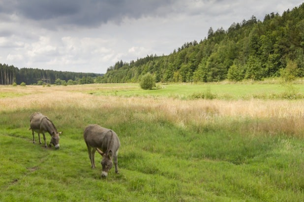 Einige Graslandschaften im Möhnetal werden von Eseln oder kleinen, robusten Rindern gestaltet. Diese und andere interessante Informationen bietet ein Vortragsabend am Mittwoch, 29. Oktober 2014, 19 bis 20 Uhr, im Haus Buuck in Rüthen, Hachtorstraße 32 (Foto: Bernd Margenburg).