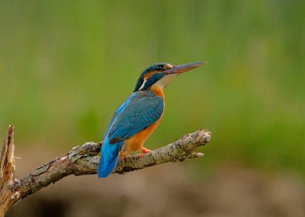 Der Eisvogel (Foto: Stefan Völkel)