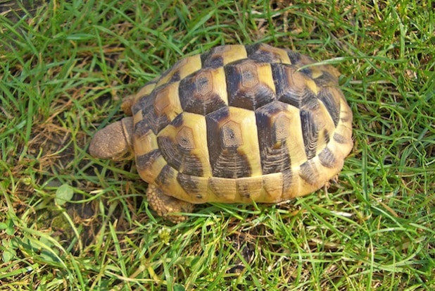 Die griechische Landschildkröte ist eine geschützte Art (Foto: pmk).