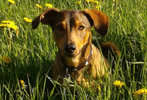 Die Hansestadt Attendorn führt in diesem Jahr eine Hundebestandsaufnahme durch. Die letzte Hundebestandsaufnahme liegt fünf Jahre zurück (Foto: Hansestadt Attendorn).