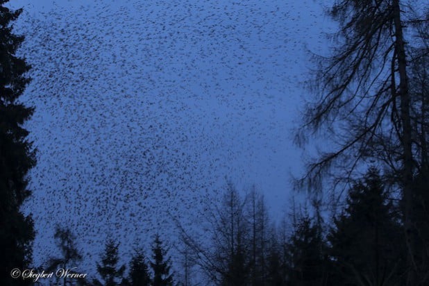 Nein, kein Insektenschwarm. Alles Vögel, Bergfinken, Zigtausende, im Anflug auf ihr Nachtquartier (Foto: Siegbert Werner).