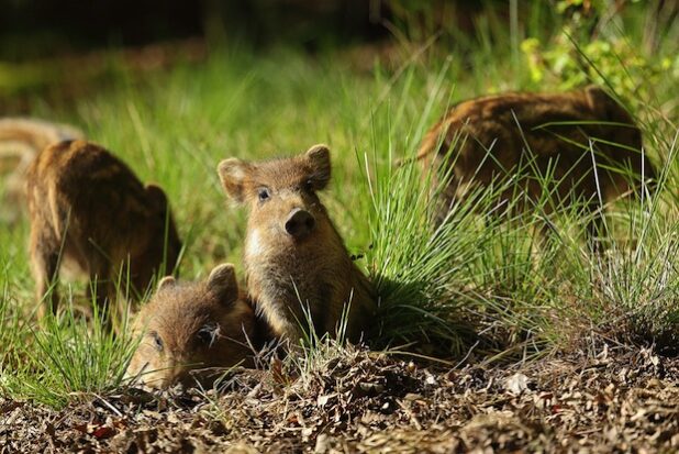 Foto: WILDWALD VOSSWINKEL