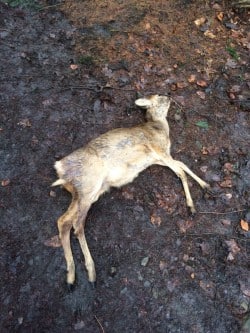 Immer wieder kommen in den Wäldern rund um die Talsperren Rehe grausam zu Tode, weil Halter ihre Hunde nicht unter Kontrolle haben (Foto: Ruhrverband).