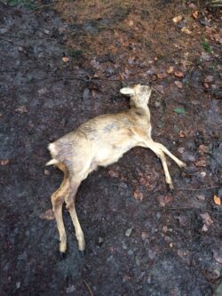 Immer wieder kommen in den Wäldern rund um die Talsperren Rehe grausam zu Tode, weil Halter ihre Hunde nicht unter Kontrolle haben (Foto: Ruhrverband).