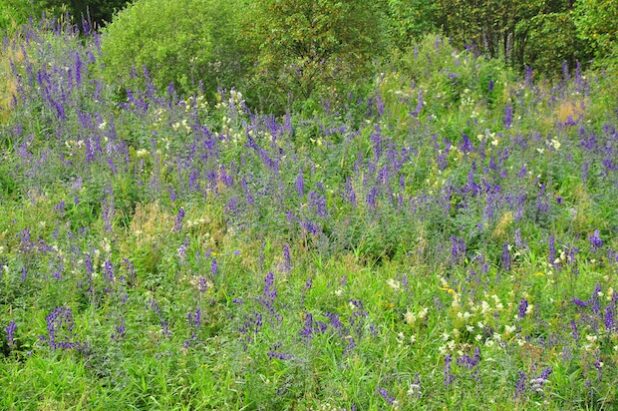 Einer der 50 Naturschätze Südwestfalens: das Naturschutzgebiet Elberndorfder Bachtal mit blühendem Eisenhut (Foto: P. Fasel).