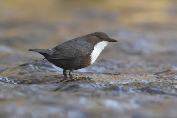 Die Wasseramsel ist eine der vielen Vogelarten, die sich in der Helleraue heimisch fühlt (Foto: Friedhelm Adam)