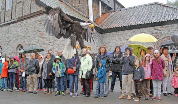 Weißkopfseeadler Alaska zeigte seine Flugkünste (Foto: Klüppel/Märkischer Kreis).