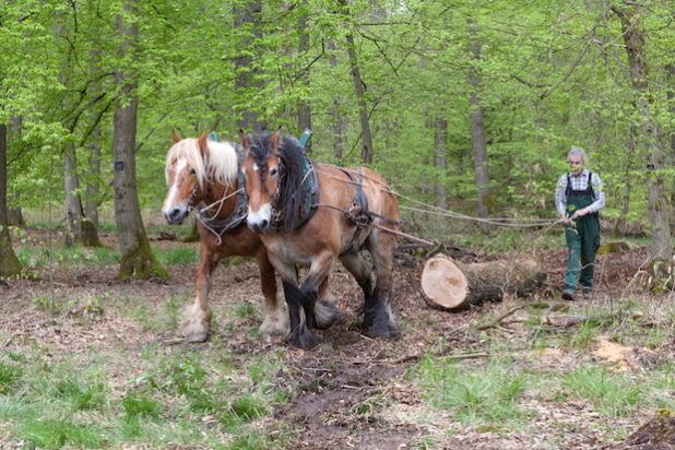 Rückepferde erleben seit einigen Jahren in der naturnahen Waldbewirtschaftung eine Renaissance (Quelle: Ruhrverband).