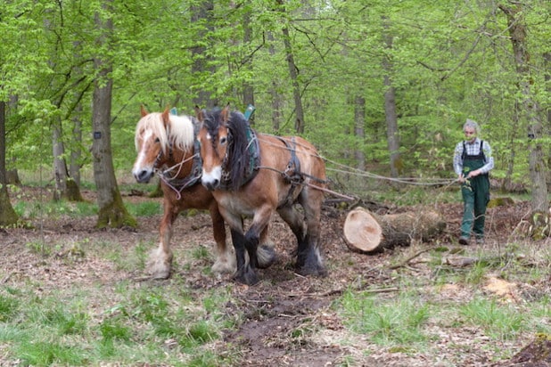 Rückepferde erleben seit einigen Jahren in der naturnahen Waldbewirtschaftung eine Renaissance (Quelle: Ruhrverband).