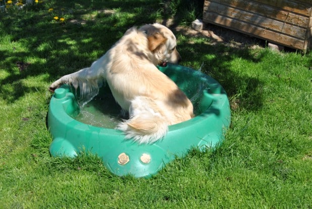 Bei den heißen Sonnenstrahlen braucht auch Teddy eine Abkühlung im "hundeeigenen Pool" - Foto: Ann-Christin Haselbach